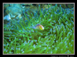 Clown fish surrounded by anemone. Taken in Micronesia. by Jeremy Conklin 
